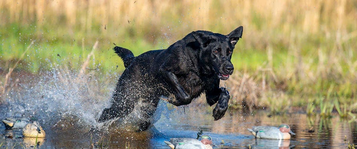 A black retriever leaps through shallow water beside duck decoys.